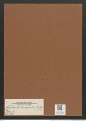 Navicula limpida Perty (de-Toni-Nr.: Genus 1, Species 755) Zeichnungen Sammlung Grunow Mappe 00600 (Herbarium_W_Grunow_drawings_Folder_00600)